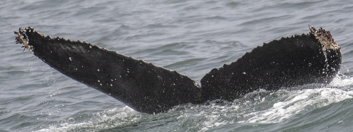 Fluke of CRC-20395