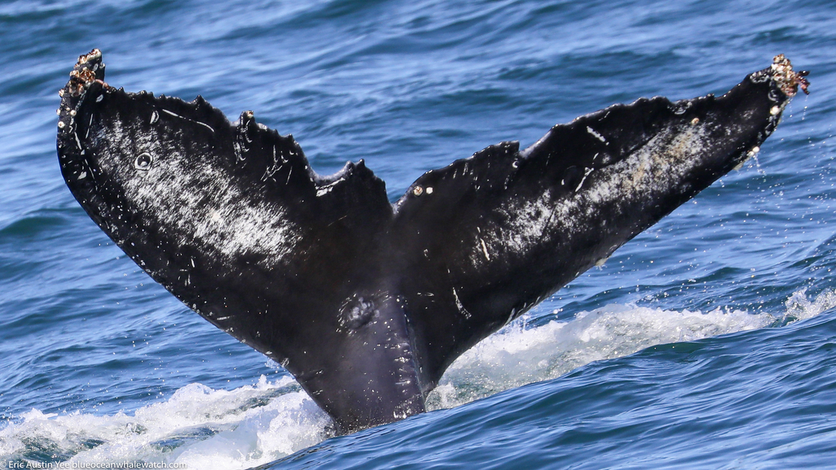 Fluke of CRC-20721