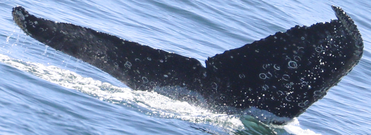 Fluke of CRC-20723
