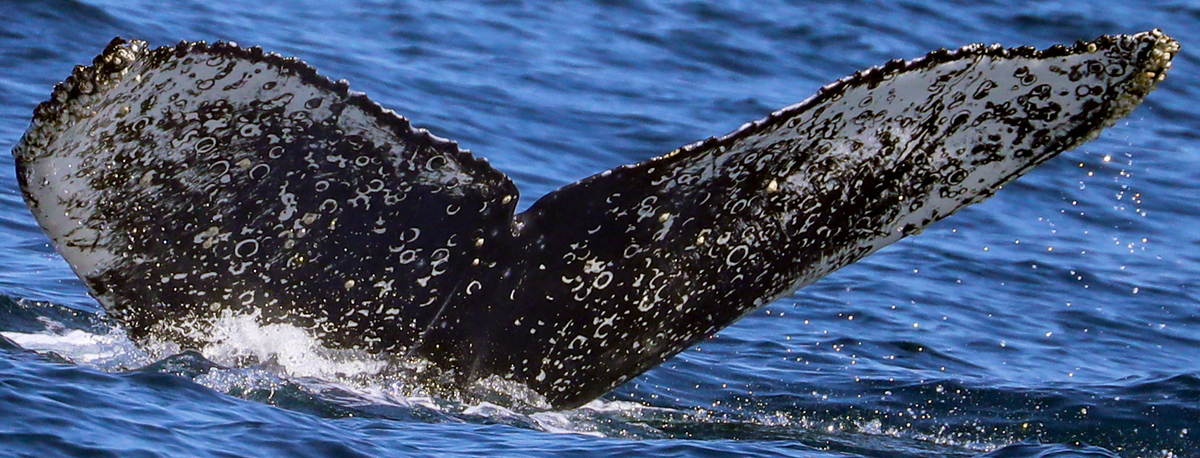Fluke of CRC-20725