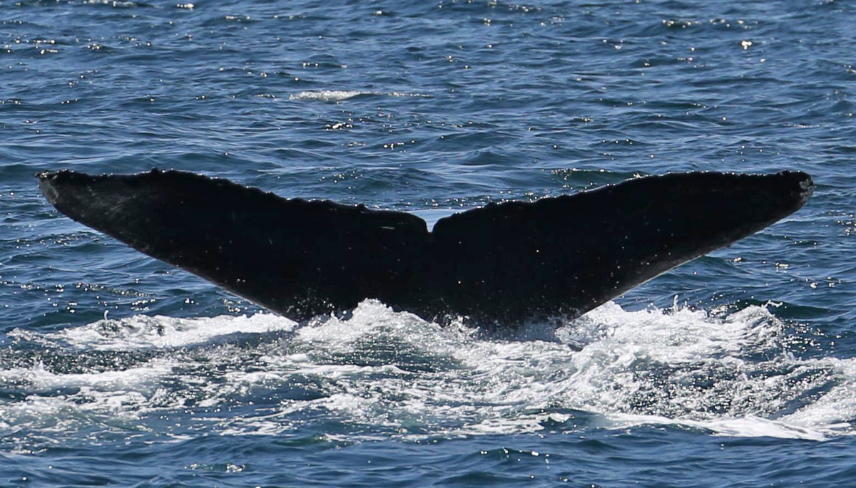 Fluke of CRC-11323