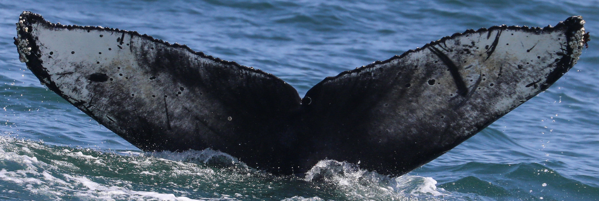 Fluke of CRC-20407