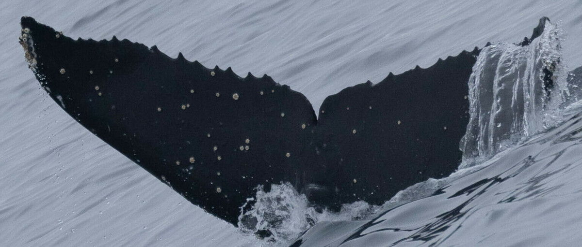 Fluke of CRC-20731