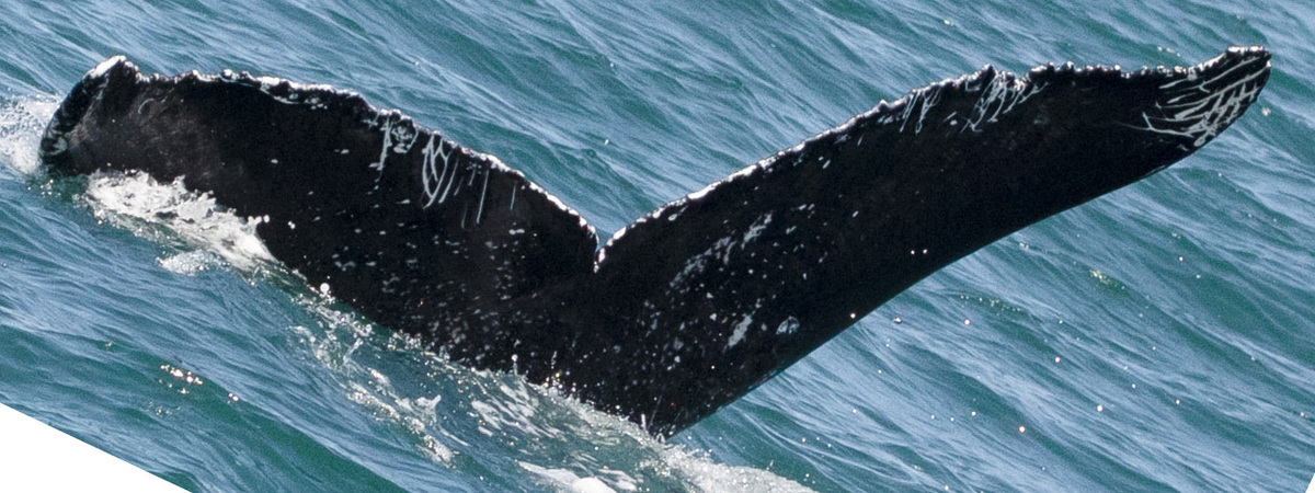 Fluke of CRC-20734