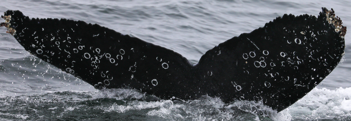 Fluke of CRC-20392