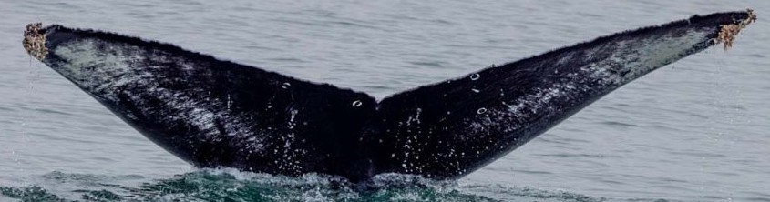 Fluke of CRC-20738