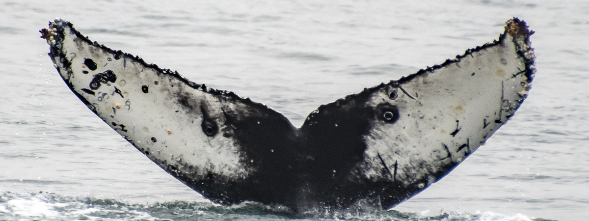 Fluke of CRC-20363