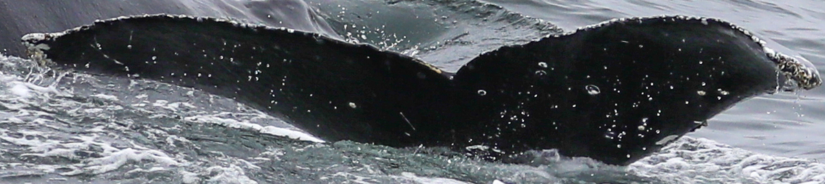 Fluke of CRC-21182