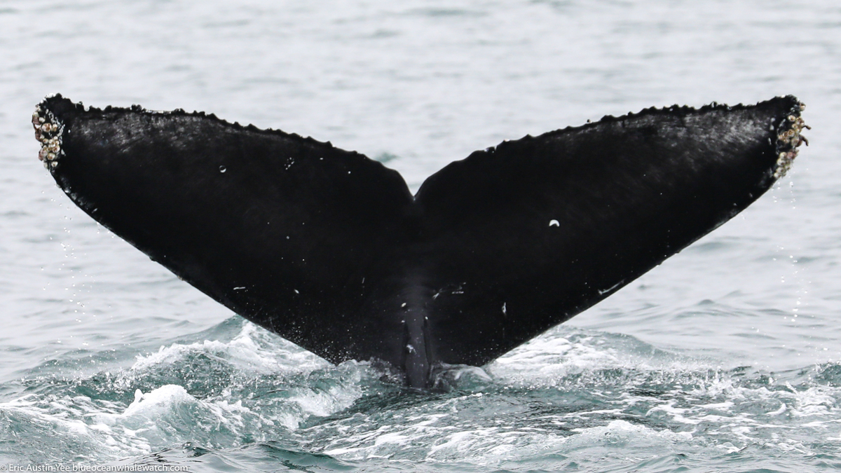 Fluke of CRC-20744