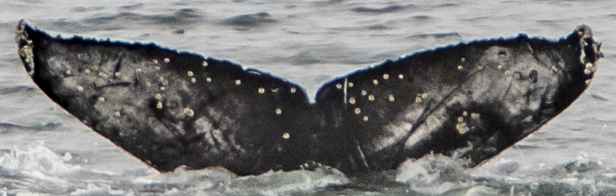 Fluke of CRC-20746