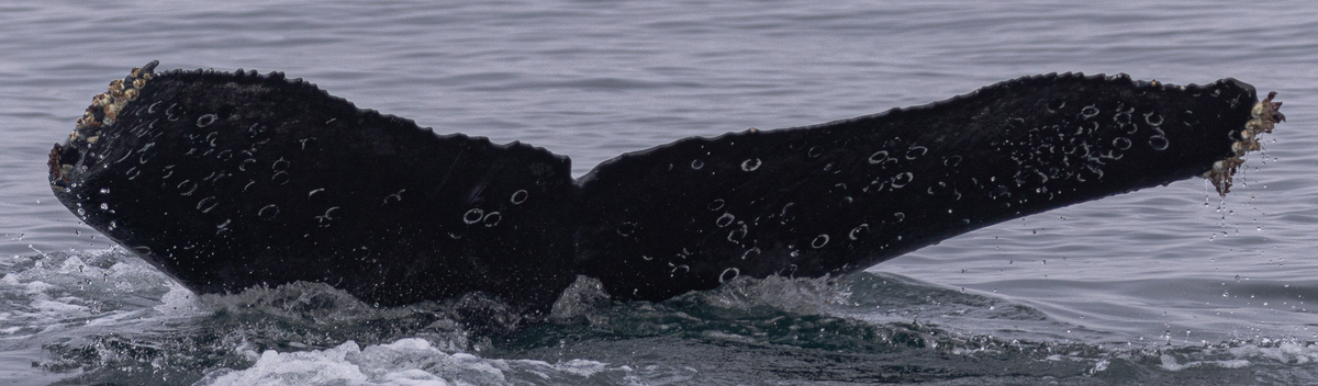 Fluke of CRC-20748