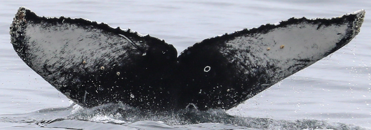 Fluke of CRC-20752