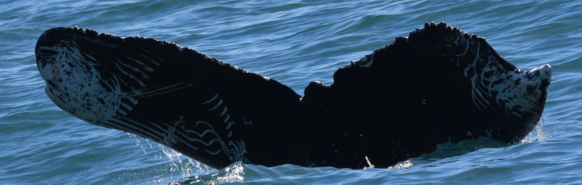 Fluke of CRC-20753