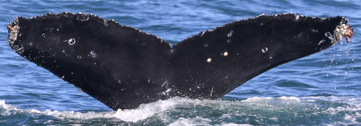 Fluke of CRC-20754