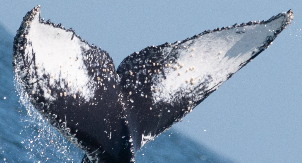 Fluke of CRC-20755