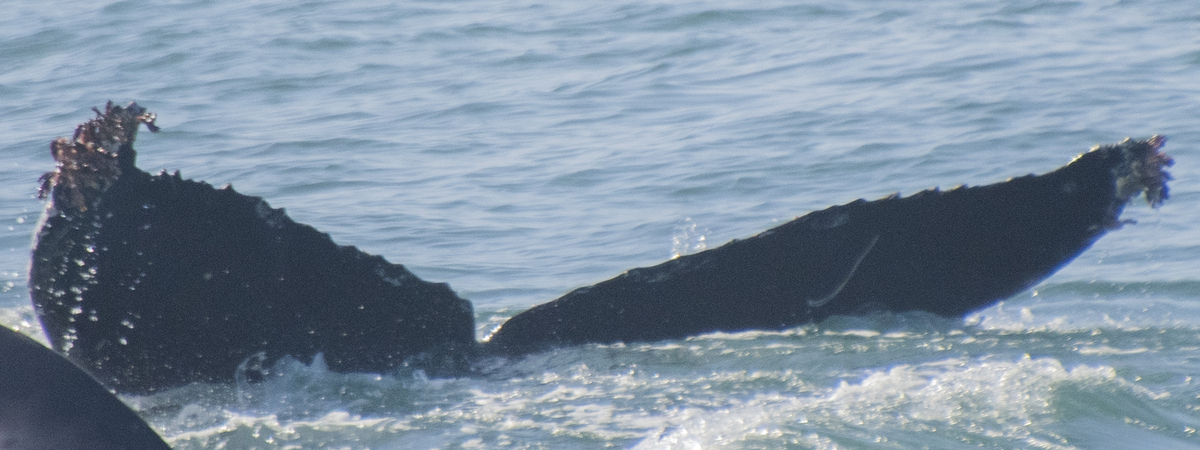 Fluke of CRC-20362