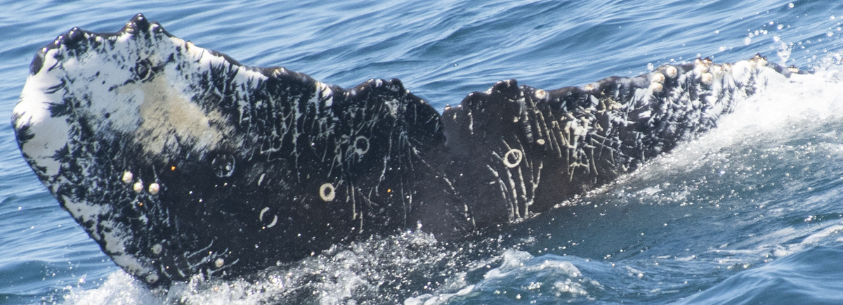 Fluke of CRC-20756