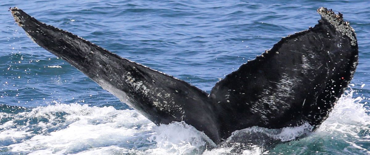 Fluke of CRC-20758