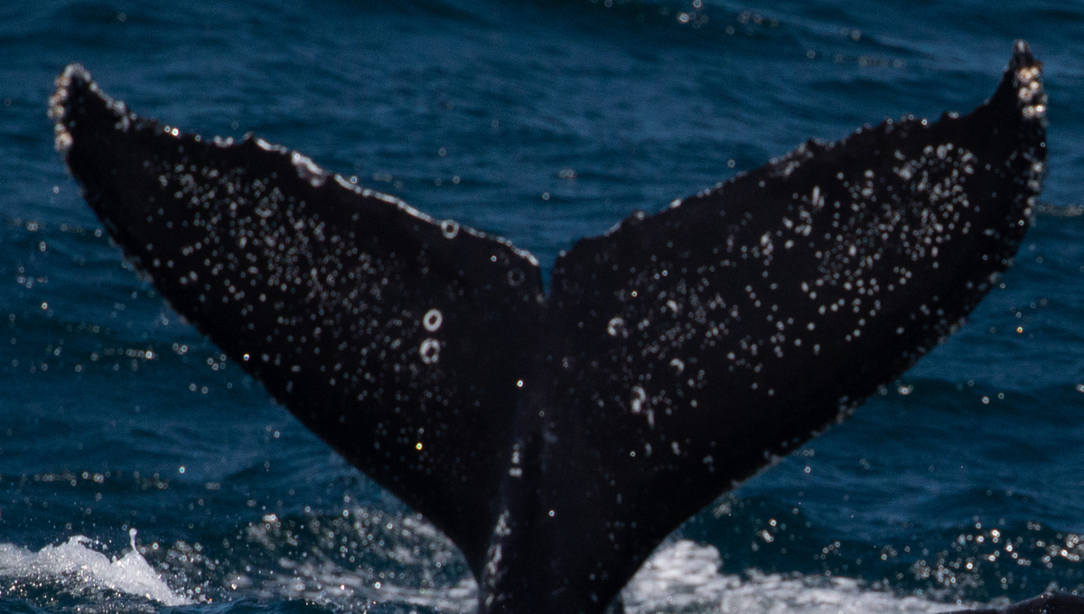 Fluke of CRC-20759
