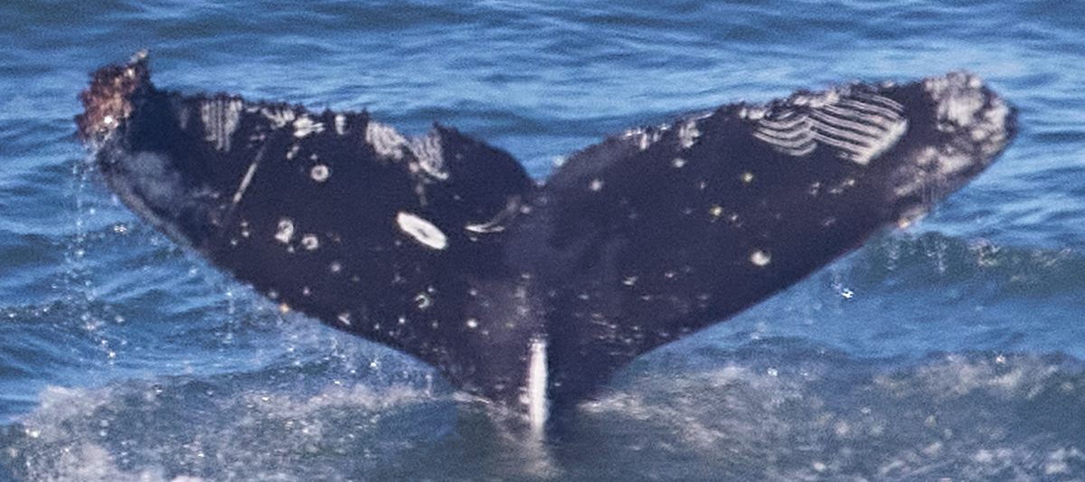 Fluke of CRC-20764