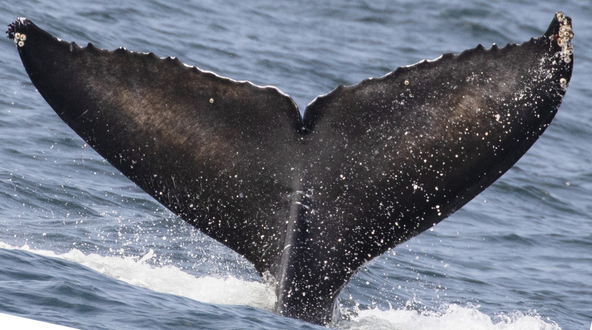 Fluke of 2021-2022 calf of CRC-15550