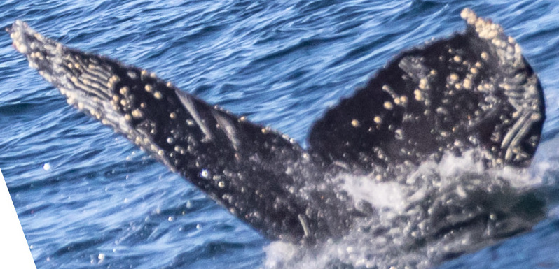 Fluke of CRC-20359