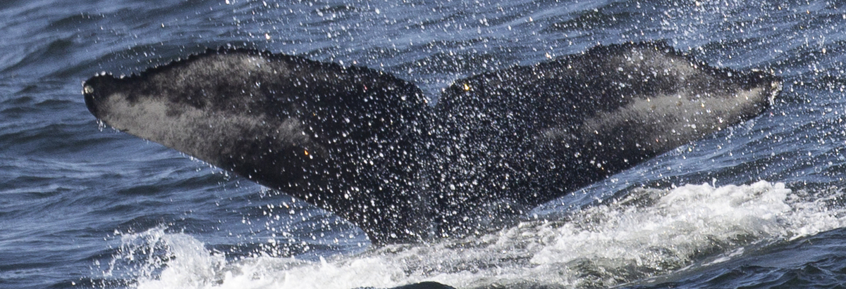 Fluke of HW-MN0502714
