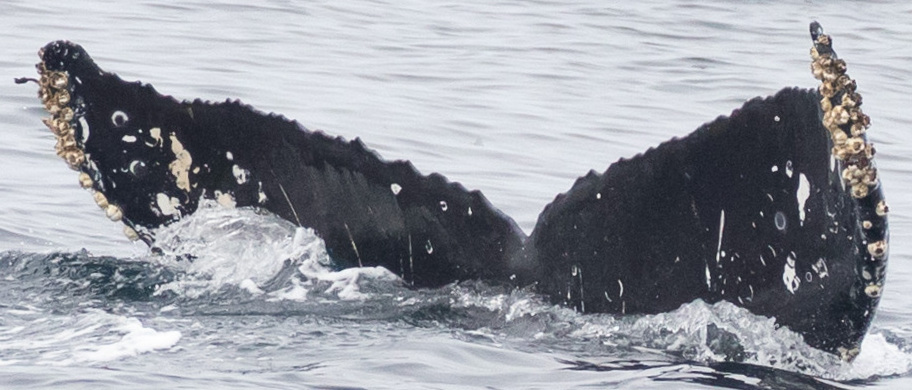 Fluke of CRC-21383