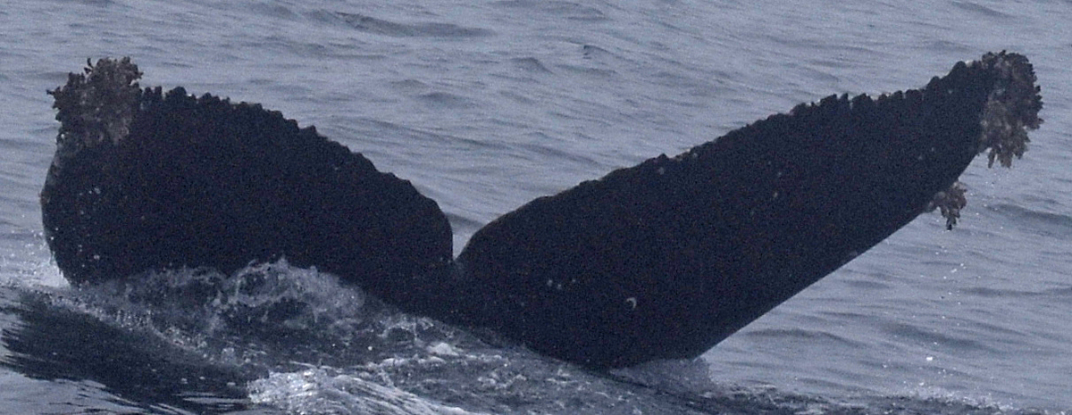 Fluke of CRC-20782