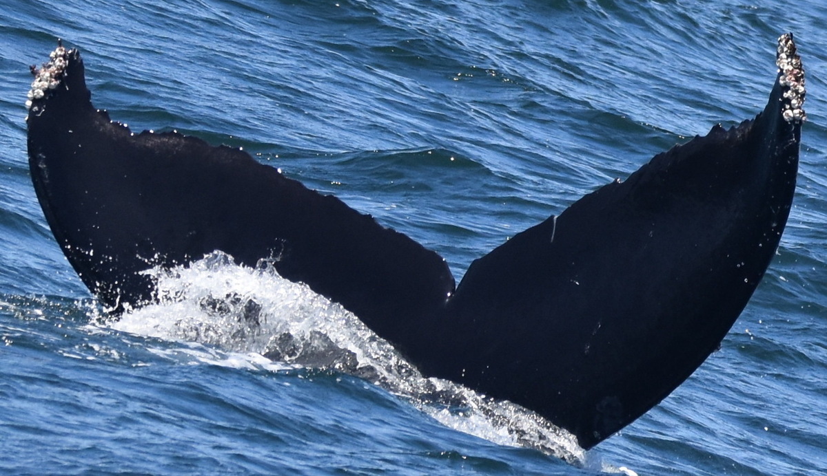 Fluke of CRC-20783