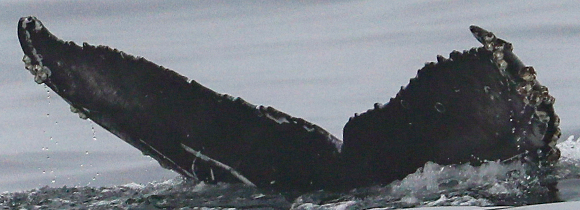 Fluke of CRC-20784