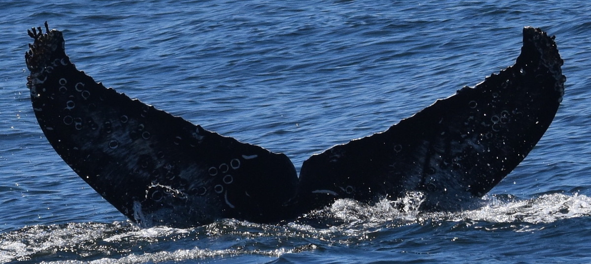 Fluke of CRC-20787