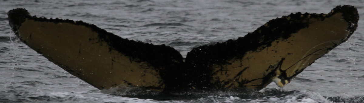 Fluke of HW-MN1303892