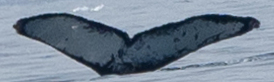 Fluke of HW-MN1303902