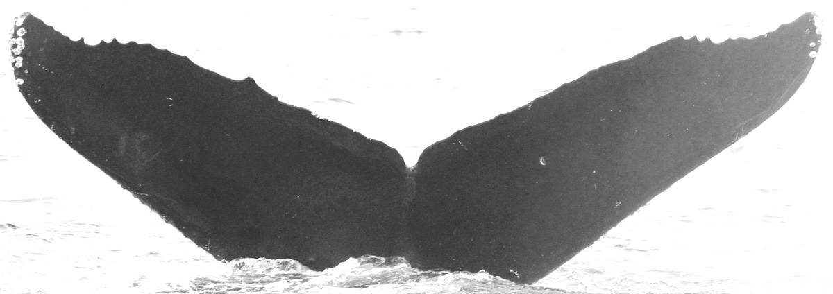 Fluke of CRC-10711