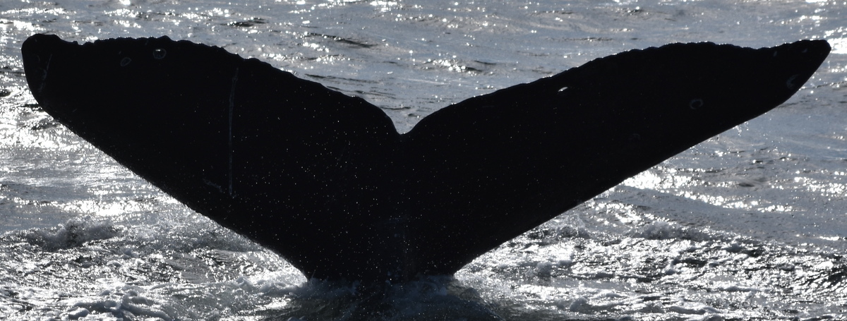 Fluke of CRC-20788