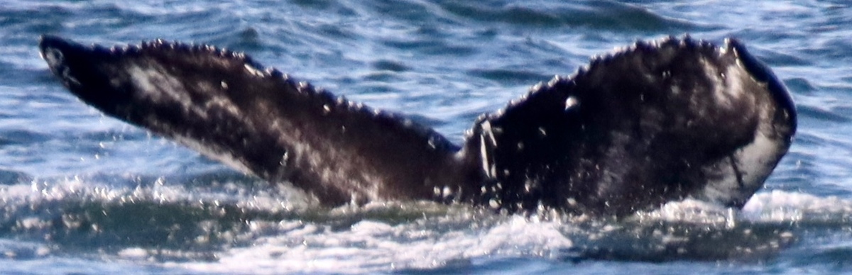 Fluke of Allusion (Salish Sea)