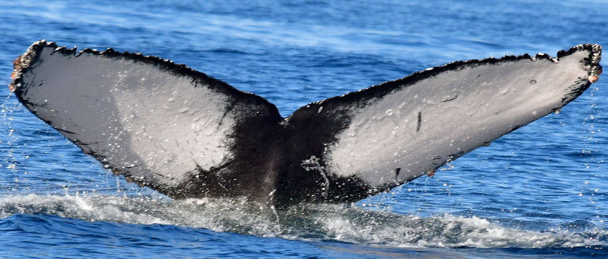Fluke of CRC-21073