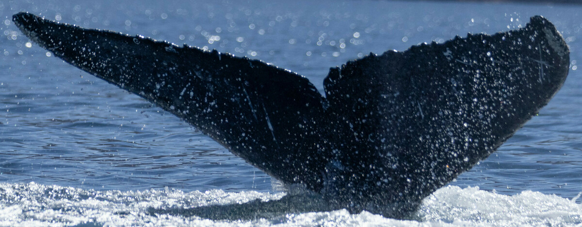 Fluke of CRC-21386