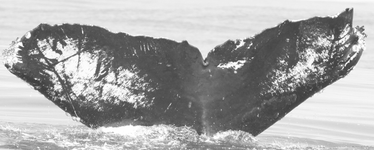 Fluke of CRC-10525