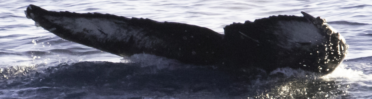 Fluke of HW-MN0523160