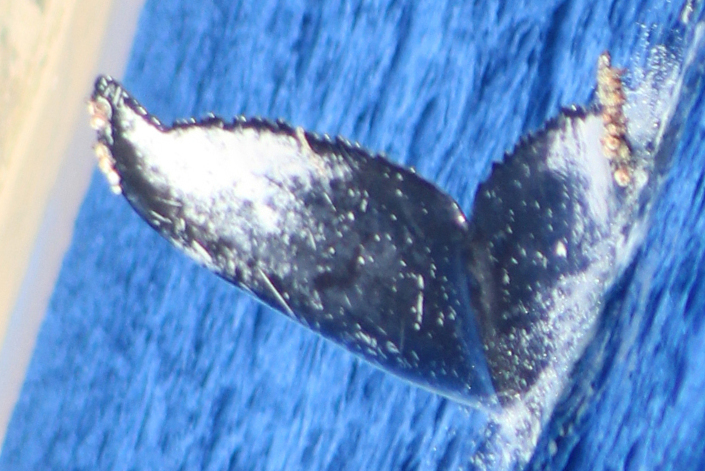 Fluke of HW-MN0523161