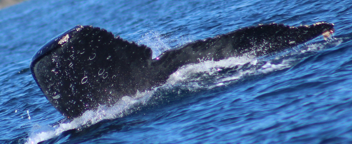 Fluke of HW-MN0523163