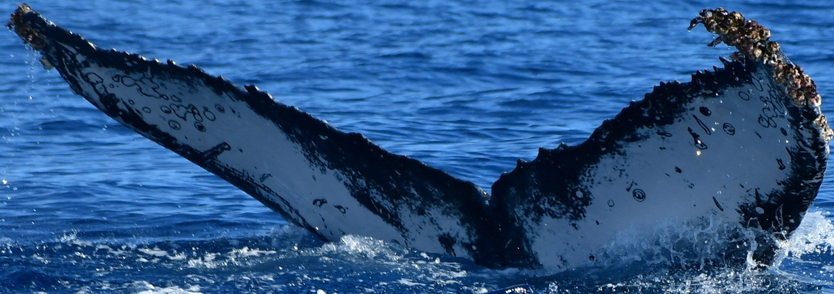 Fluke of HW-MN0523168