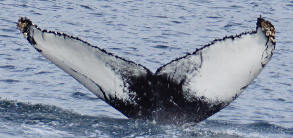 Fluke of HW-MN0102787
