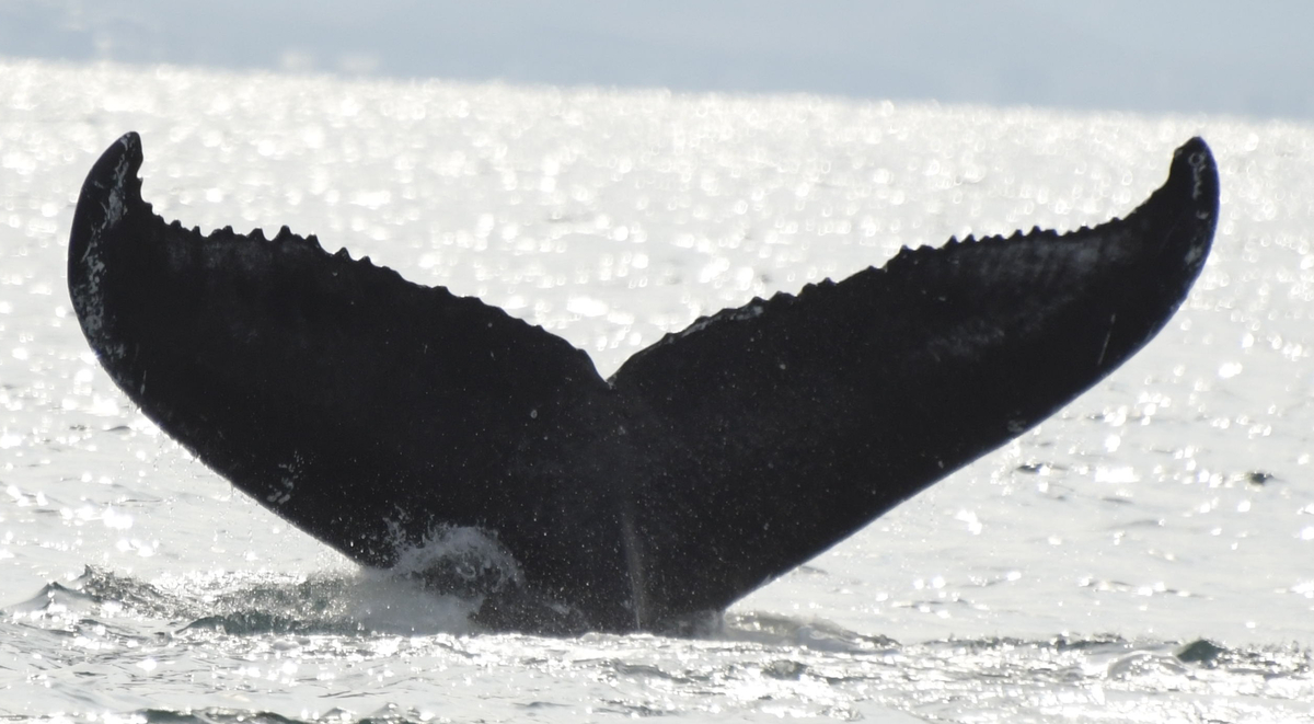 Fluke of HW-MN0102788