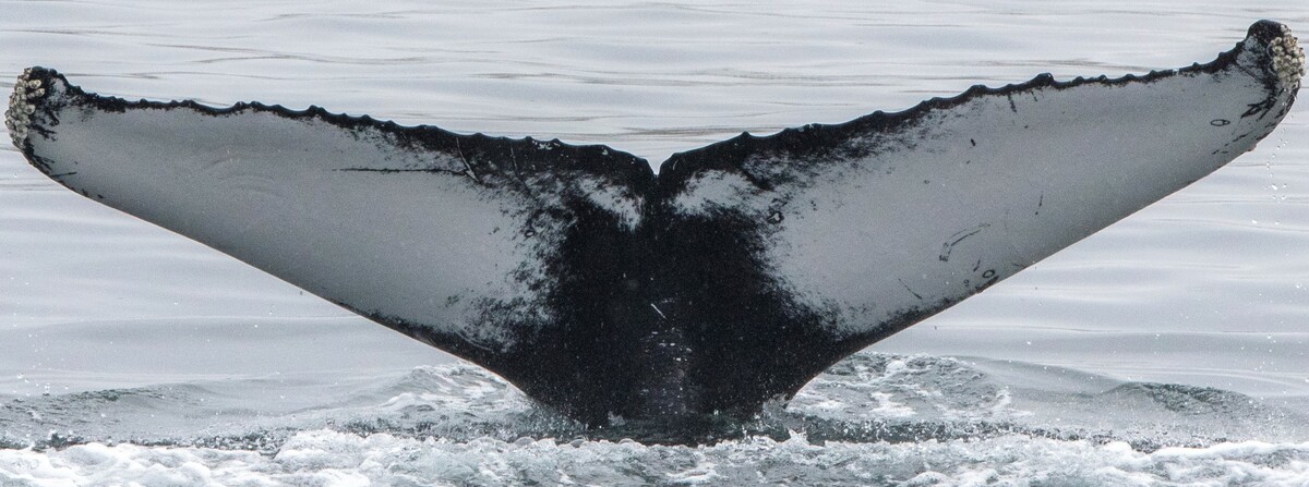 Fluke of Occuli (Iceland) aka Bandit (Westfjords)