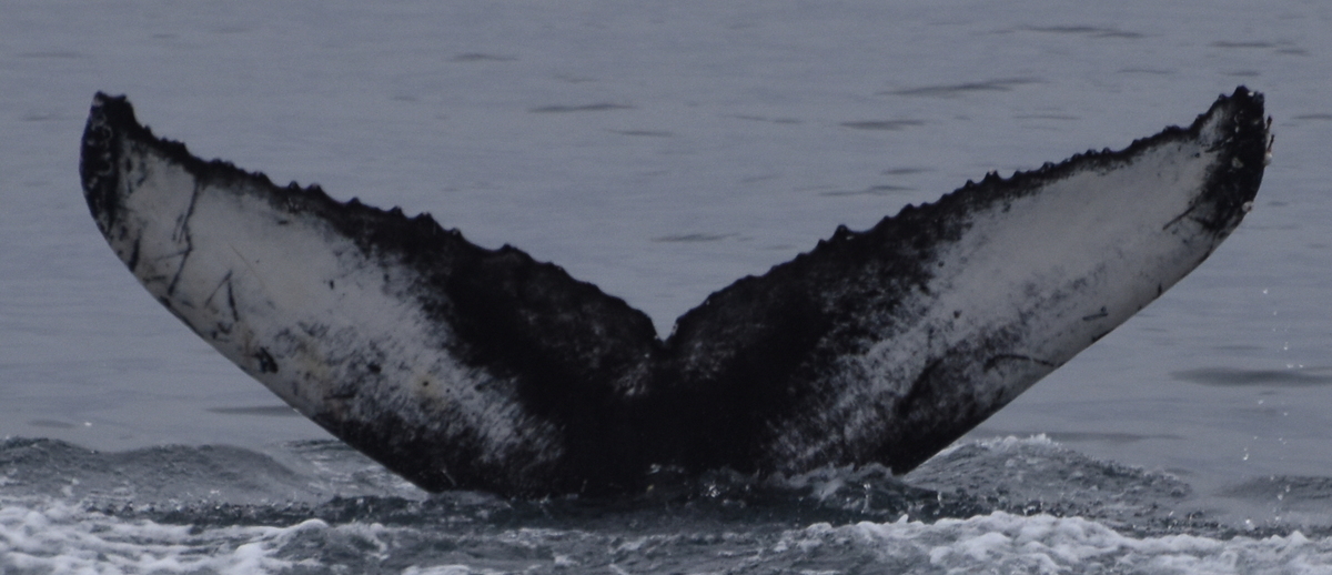 Fluke of Bottle (Husavik)
