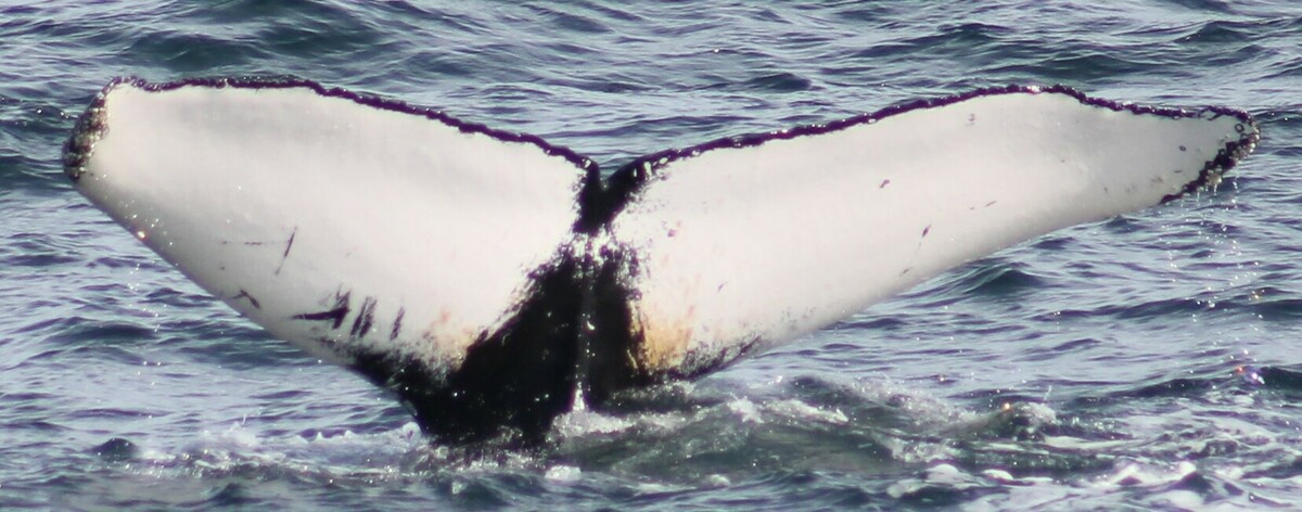 Fluke of HW-MN0102791