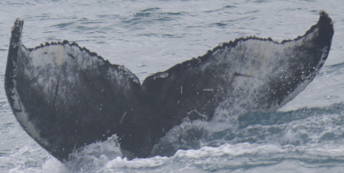 Fluke of Sandur (Westfjords)
